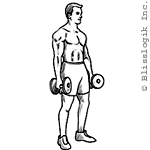 Hammer Curl Dumbbell exercises for biceps muscles