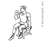 Seated Alternated Biceps Curl Dumbbell exercises for biceps muscles