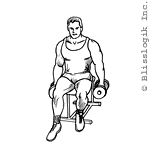 Seated Biceps Curl Dumbbell exercises for biceps muscles