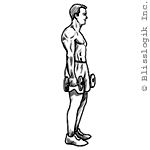 Reverse Lunge Dumbbell exercises for legs muscles